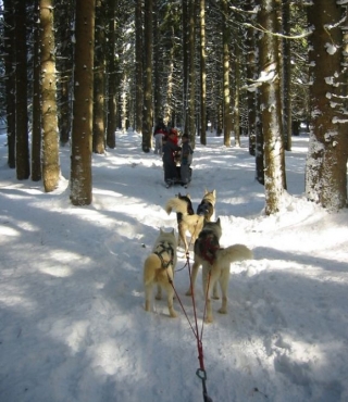  Mushing en el corazón del bosque 